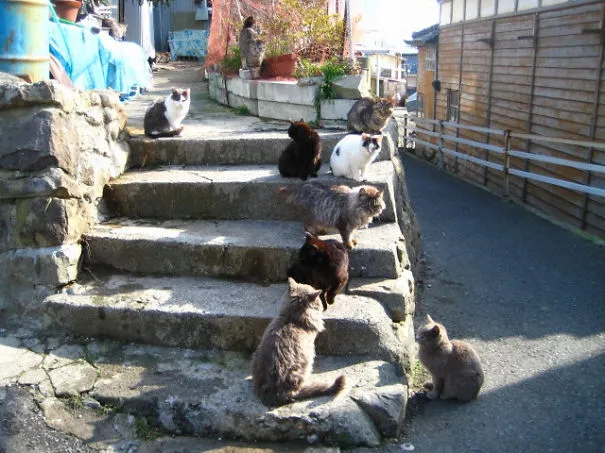 Two Islands In Japan Are Ruled By Cats