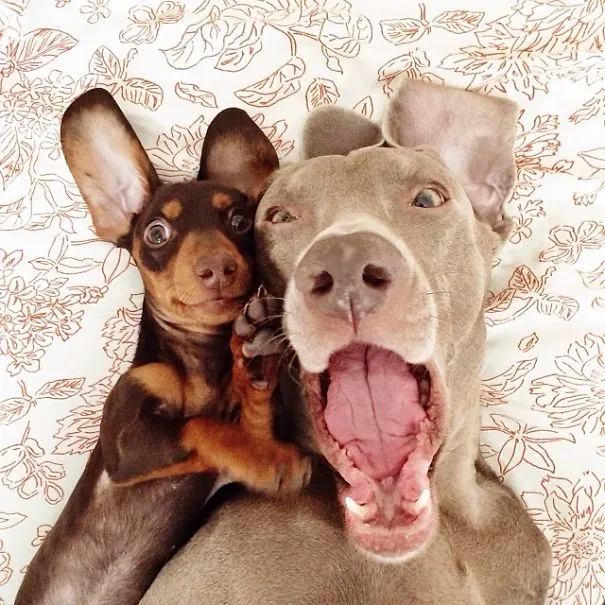 Best Friend Doggies: Harlow And Indiana