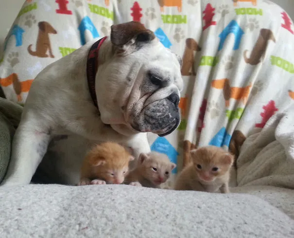 Hammie The Bulldog Takes Care Of Six Foster Kittens