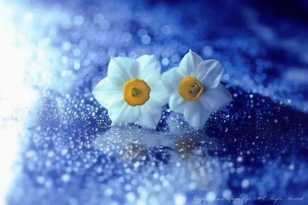 Fragile Beauty: Ethereal Macro Photography by Lafugue Logos