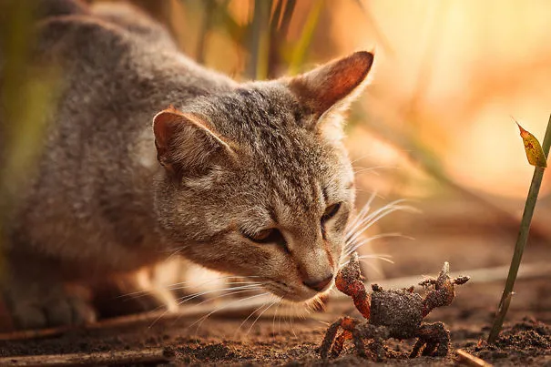 Japanese Photographer Takes Beautiful Sun-Kissed Photos Of Cats