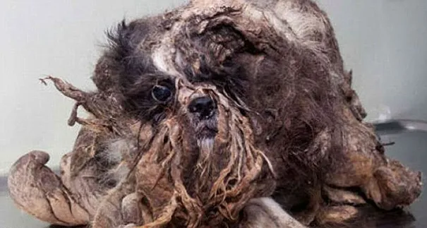Abandoned Dog Mistaken For Pile Of Trash Gets Rescued And Cleaned Up