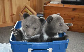 Couple Adopts Twin Bear Cubs Rejected By Their Mother 