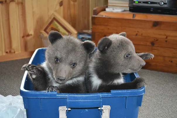 Couple Adopts Twin Bear Cubs Rejected By Their Mother 