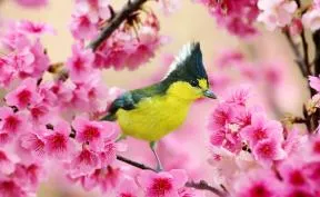 Amazing Bird Photography By Sue Hsu