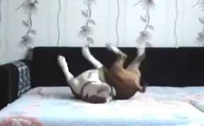 This Dog Is Not Allowed On The Bed, See What Happens When The Owner Leaves: