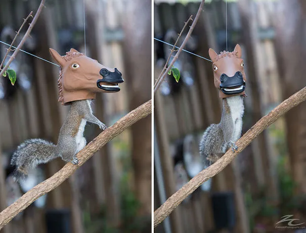 Horse Head Squirrel Feeder