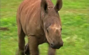 Orphaned Baby Rhino Recovers From Gunshot Wound To The Head And Loves Running With Rescuers