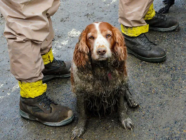 This Is How A Search Dog Looks After A Hard Day‘s Work