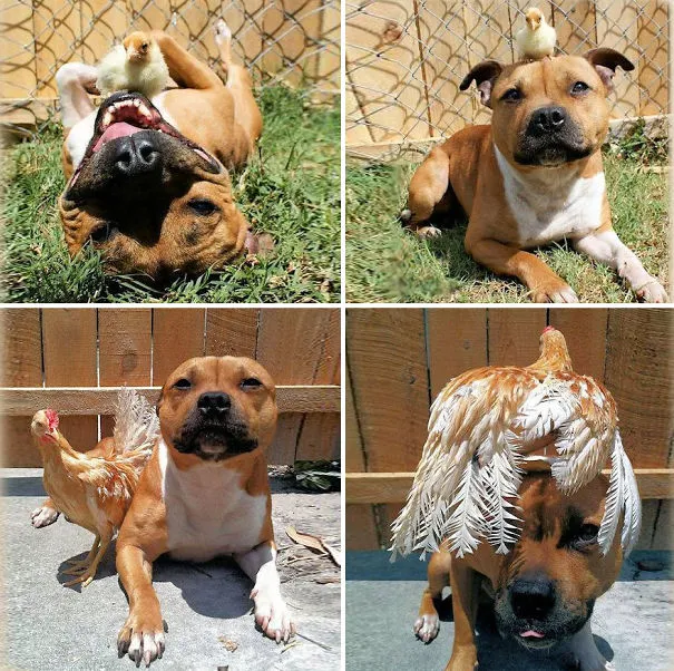 Before And After: Pit Bull Is Best Friends With A Chick