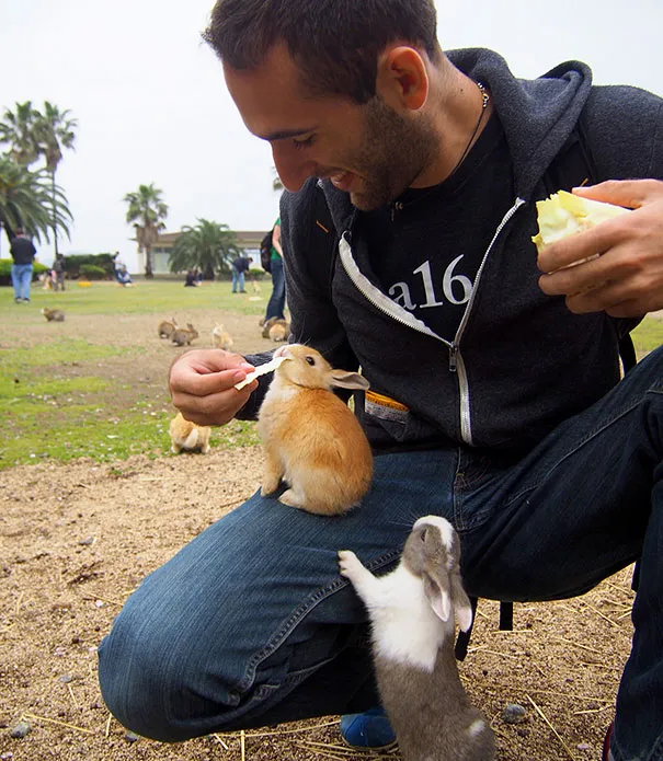 Cute Baby Bunnies Hang Out With A Visitor To Rabbit Island In Japan