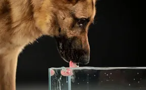 These 20 Educational Gifs Will Teach You More Than A Textbook Can