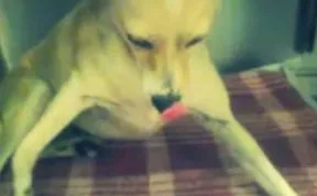 Flora The Neglected Abused And Injured Dog Gets Her Lucky Break In Vegas