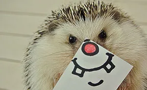 These Hedgehog Faces Are Probably The Cutest Thing On Twitter Right Now