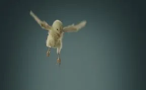 Banned Easter Ad By Peta