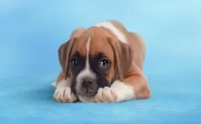 By Just Watching This Video Of Puppies, You're Donating Money To Charity