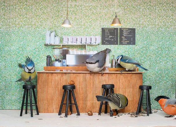 Piip Show: Norwegians Create A Miniature Bird Bar Reality TV Show 
