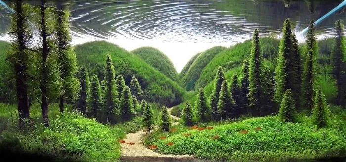 Incredible Aquariums