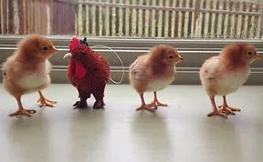 Adorable Instagram Account Will Give You Your #dailydoseofchick