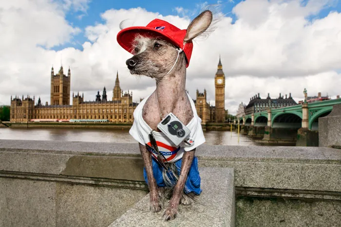 Meet Chini: A Dog Of Many Talents And Professions