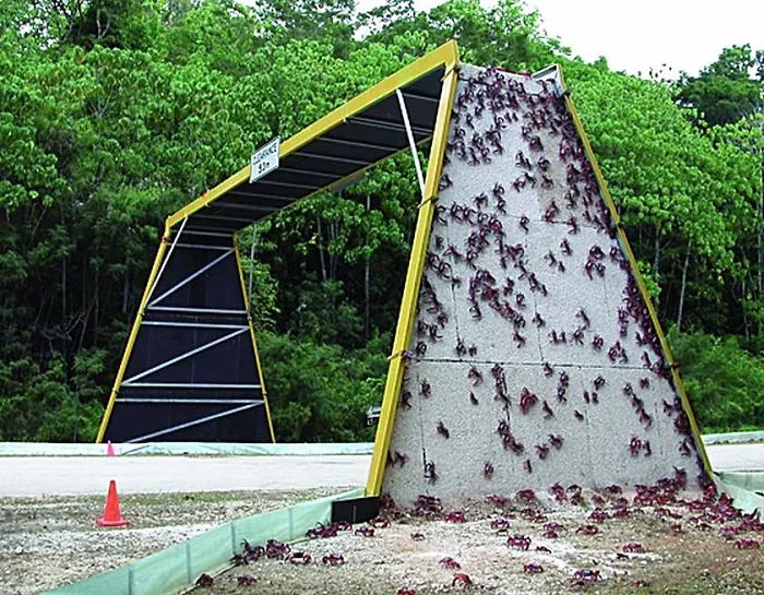 Australians Build Overpasses To Help Millions Of Crabs Cross The Street