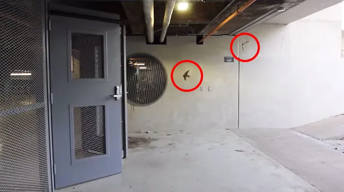 These Clever Birds Figured Out How To Use Automatic Doors To Get Into A Garage