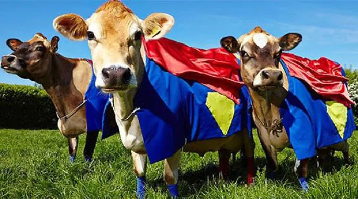 17 Animals That Will Protect You From Any Harm
