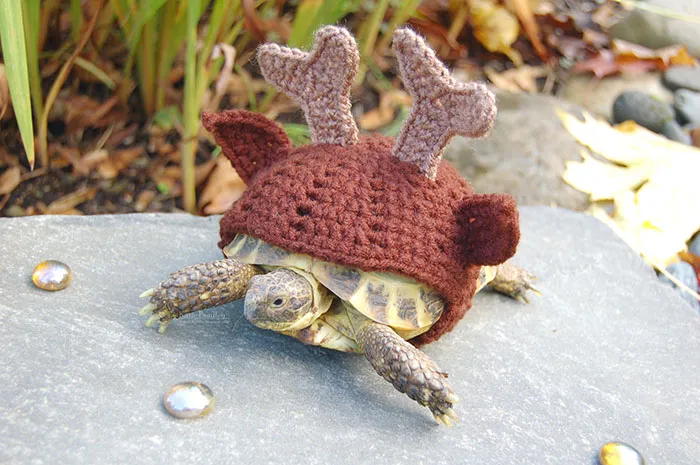 Artist Crochets Adorable Tortoise Cozies