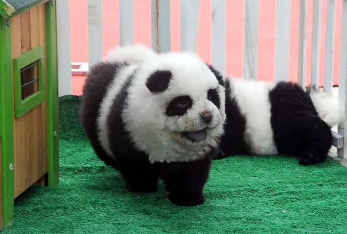 These Chow Chows That Look Like Pandas Are The Latest Hit In China