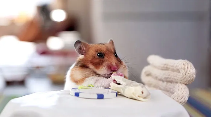 Tiny Hamsters Eating Tiny Burritos