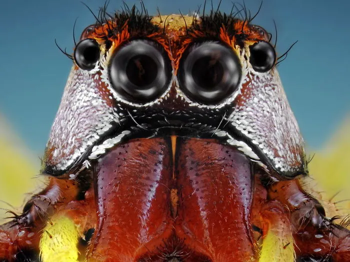 Aliens On Earth: Unbelievable Macro Portraits Of Insects By Donald Jusa