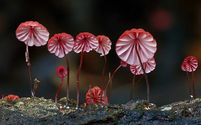 The Magical World Of Mushrooms In Macro Photography By Steve Axford