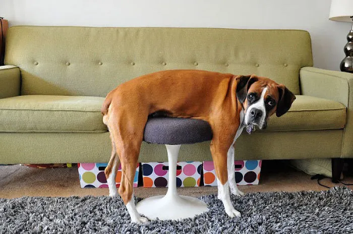 Cats And Dogs Losing The Battle Against Human Furniture