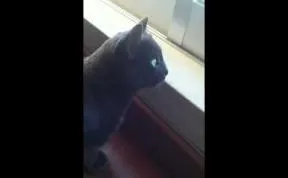 My Cat Speaks A Weird Language