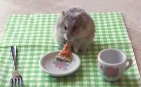 Tiny Hamster Eating A Tiny Pizza