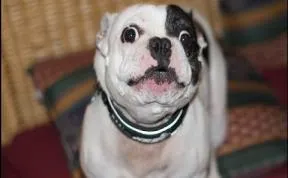 Some Dogs Just Hate Certain Words Compilation