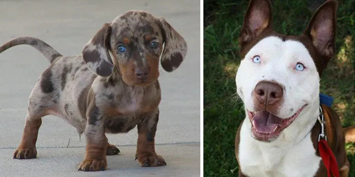Cross-Breed Dogs 