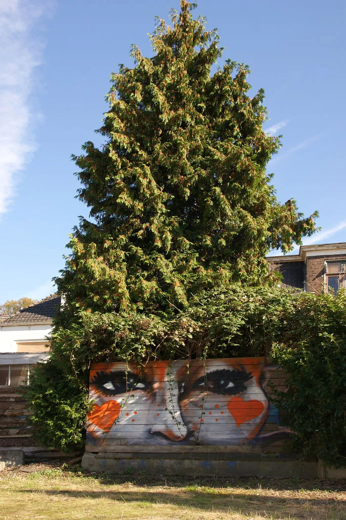 Pointed Hair, Groningen, Holland