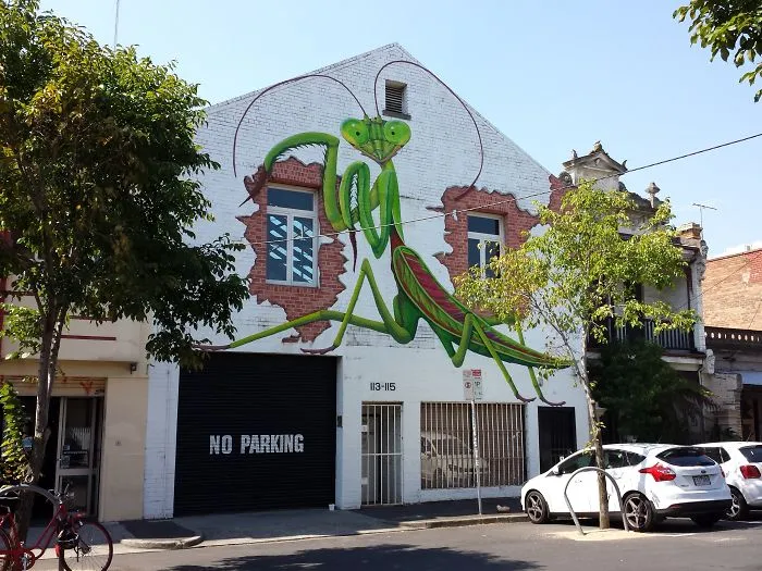Praying Mantis By Buzzard. Mebourne, Australia