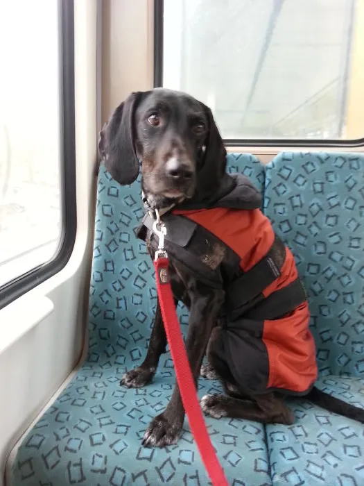 My Dog Pixel Travelling On The S-bahn In Berlin