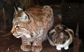Cat Sneaks Into A Zoo And Becomes Friends With A Lynx