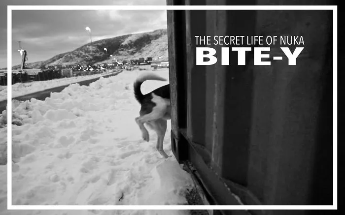 The Secret Life Of Nuka The Dog