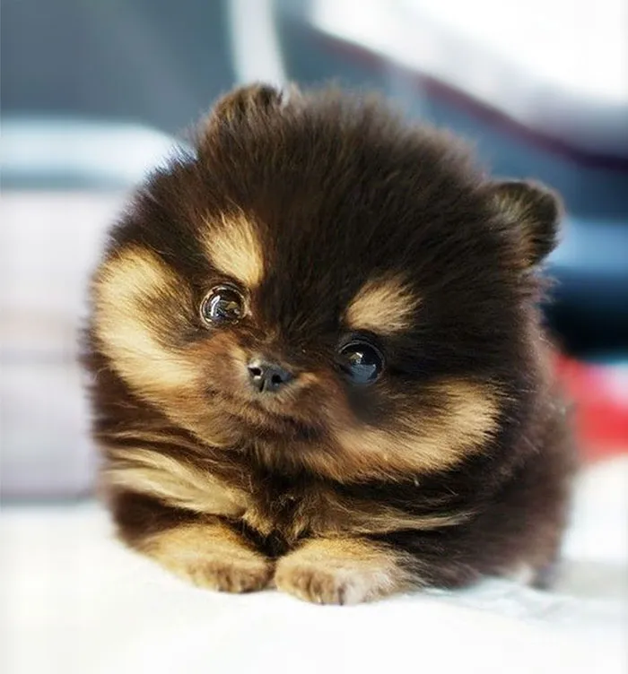 The Cutest Puppy In The World