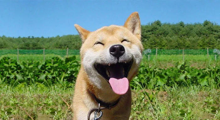 Share Pics Of The Happiest Animals In The World
