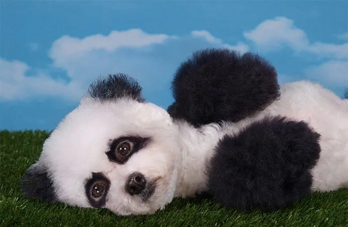 21 Creatively Groomed Dogs To Make You Smile