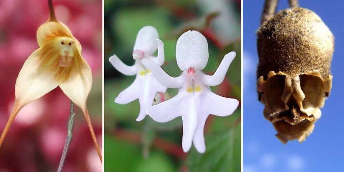 Share Flowers That Look Like Something Else