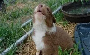 Puppies Learning To Howl Compilation