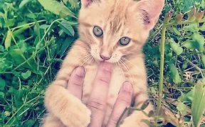 Let's See Who Can Post The Cutest Animal Photo