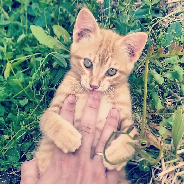 #dothraki - My Kitten