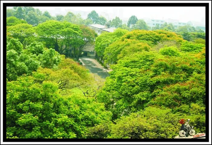 My School Yard At Noon (university Of Technology In Vietnam)